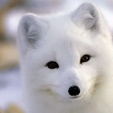 Profile image of 여우