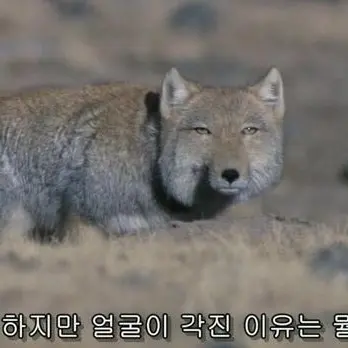 Profile image of 여티벳