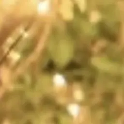 Profile image of 岩本照