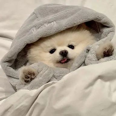 Profile image of 吉野