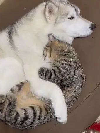 BlandTetra8819의 芸人コンビのペット♡