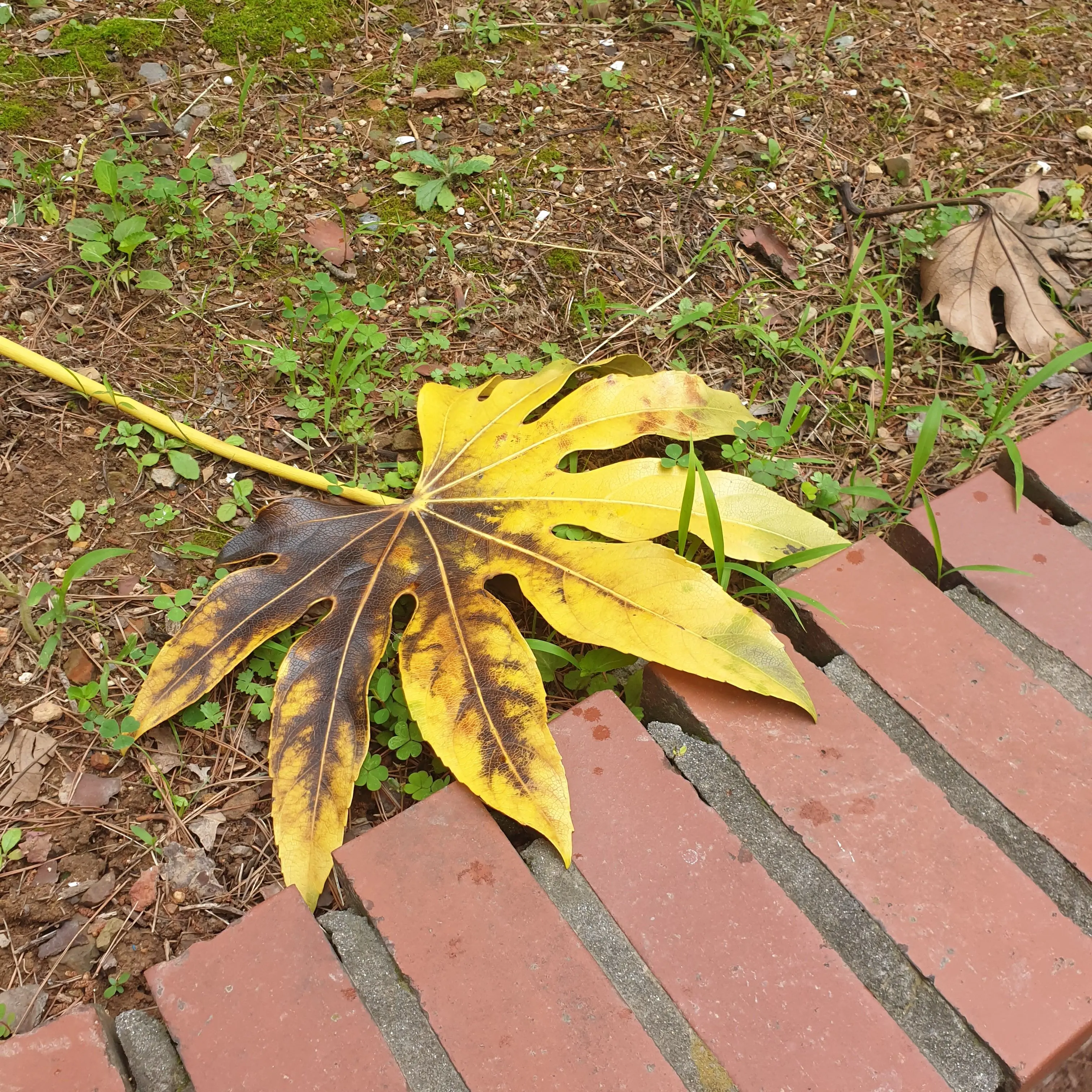 CandidKishu8699의 댄디의세계(분단au)