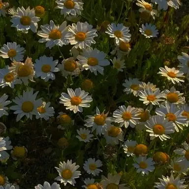 Profile image of 권지용