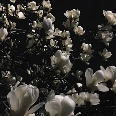 Profile image of 김은호