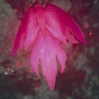 Profile image of キュリア