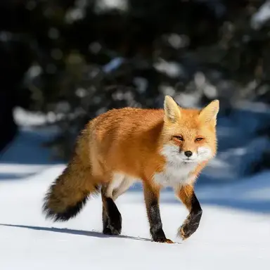 Profile image of 여우 경장