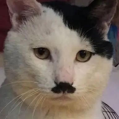 Profile image of 늑대