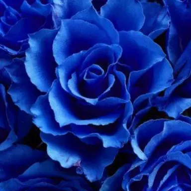 Profile image of 若井滉斗