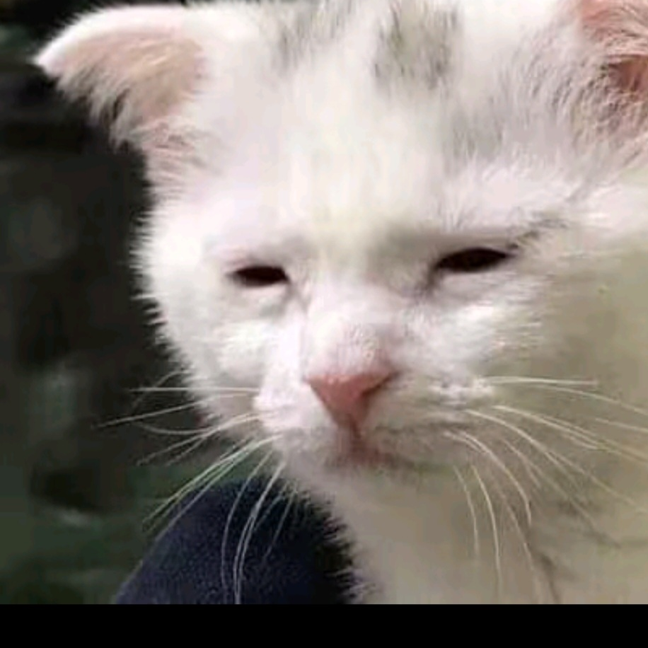 리리 대표 이미지
