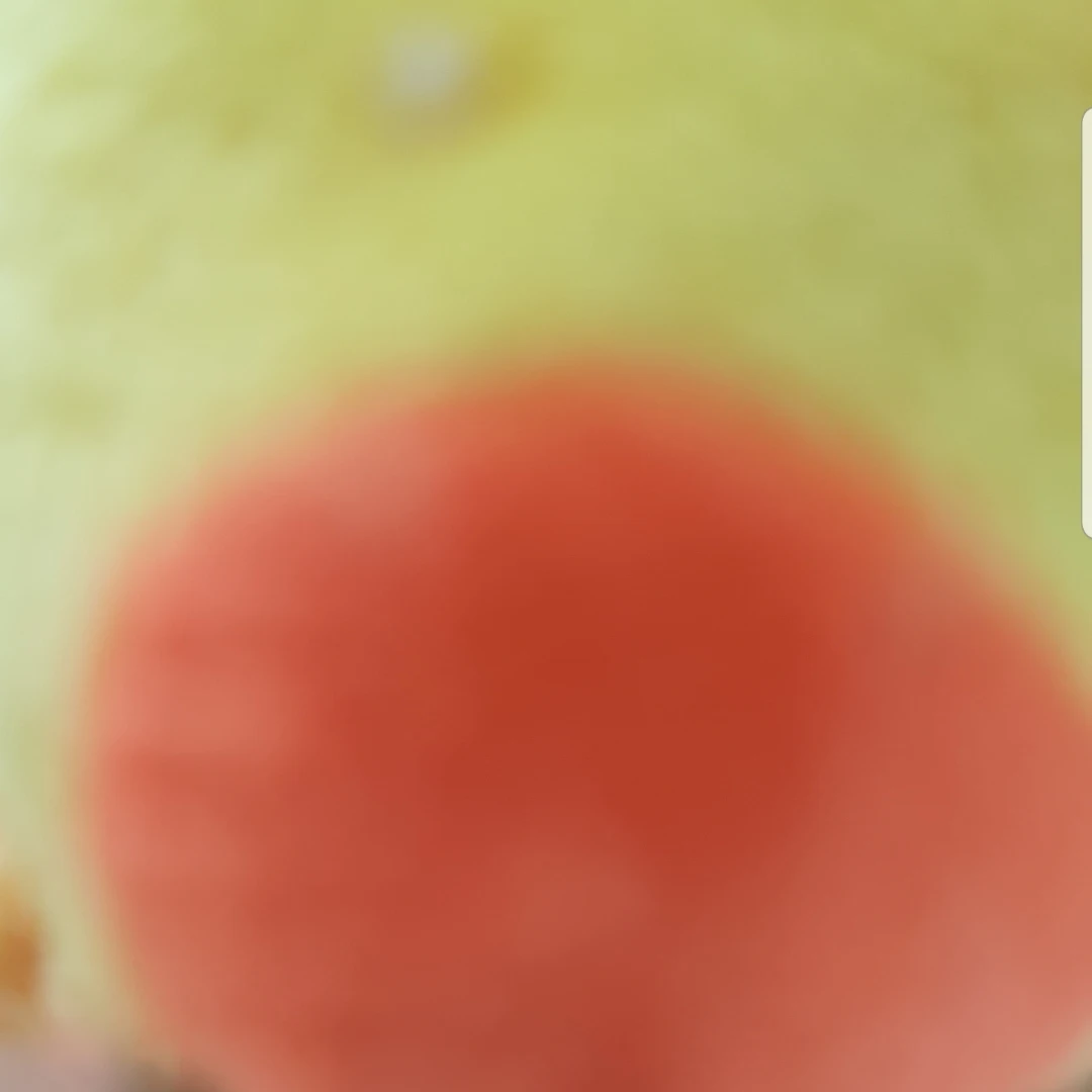 꾀꼬리