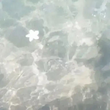 Profile image of 葛葉