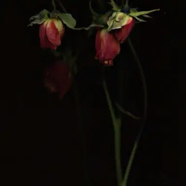 Profile image of 나루미겐