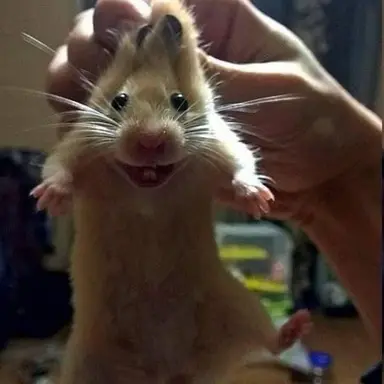 Profile image of 하르켄