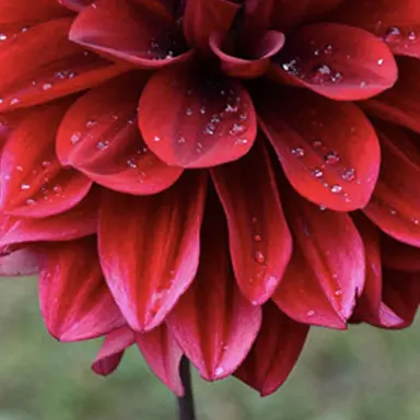 Profile image of A fourth flower