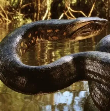 Profile image of Anaconda