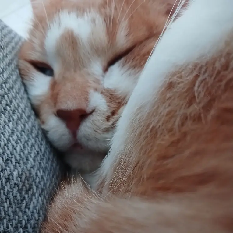 GoldenCat4742의 오동이초등학교