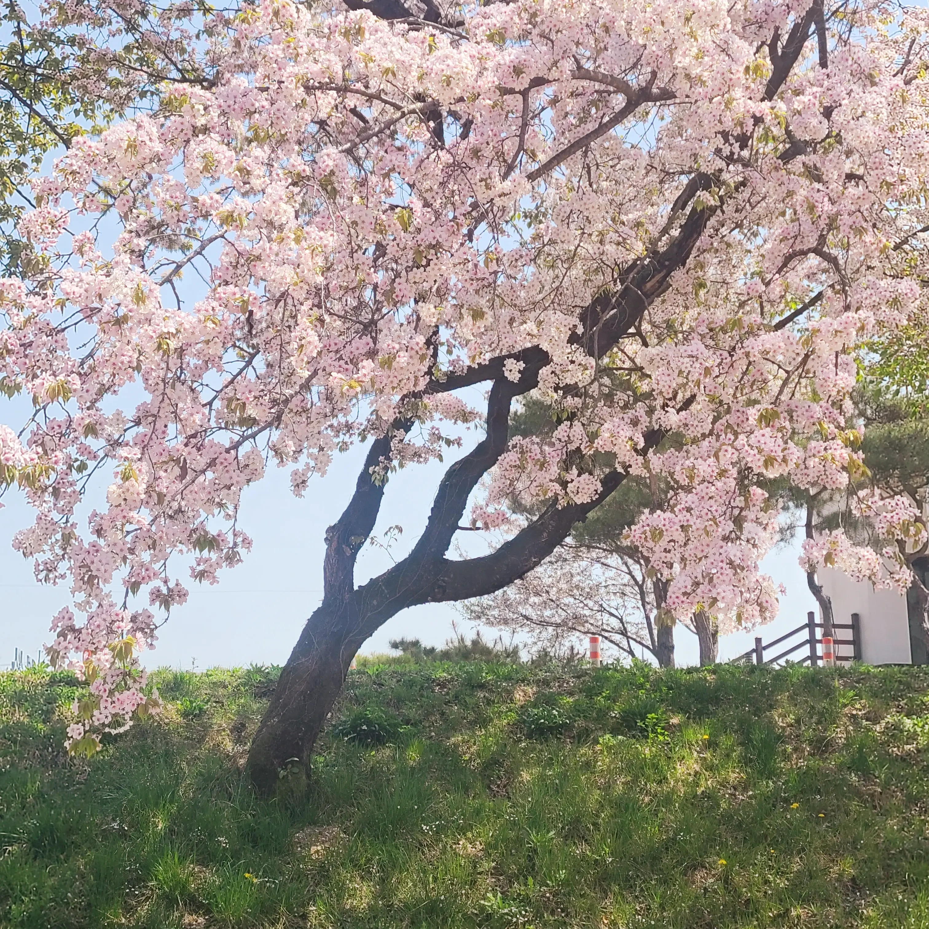 SnappyUnau5936의 픽셀리 대학교