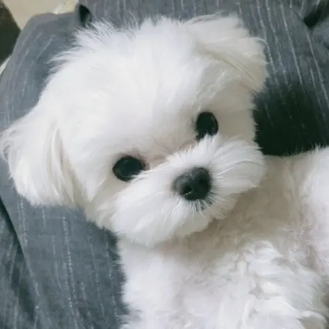 CuteCream8284의 귀요미 강아지