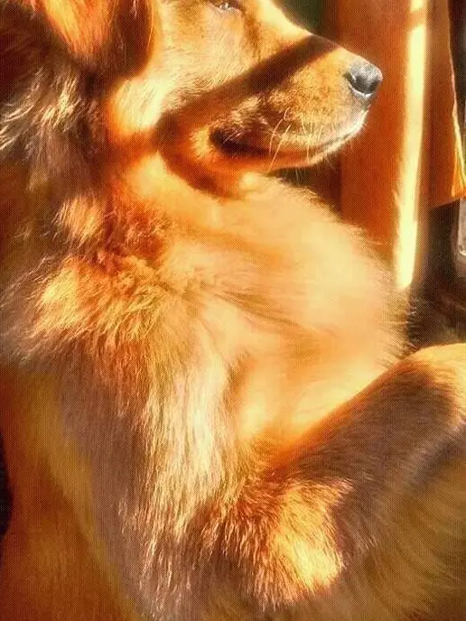 Hinomarutaun의 犬系彼氏猫系彼女❤︎