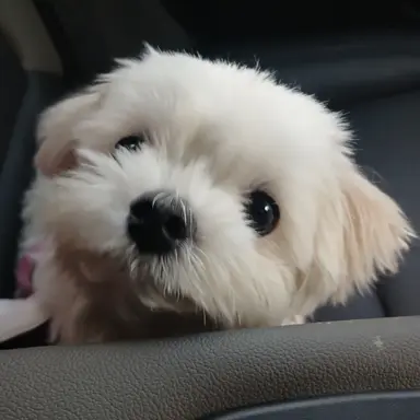 Profile image of 아름