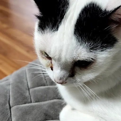 Dead_Friend의 고양이 오레오