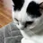 고양이 오레오