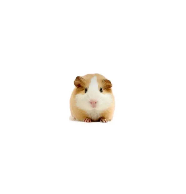WPS의 후지나가 사쿠야