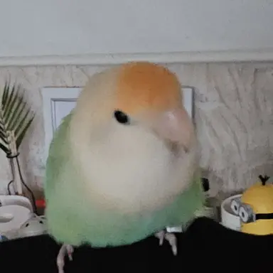 Profile image of 레몬