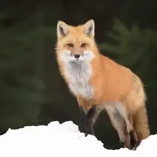 QuirkyPolar4302의 Vixen