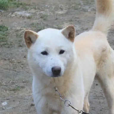 Profile image of 누렁이