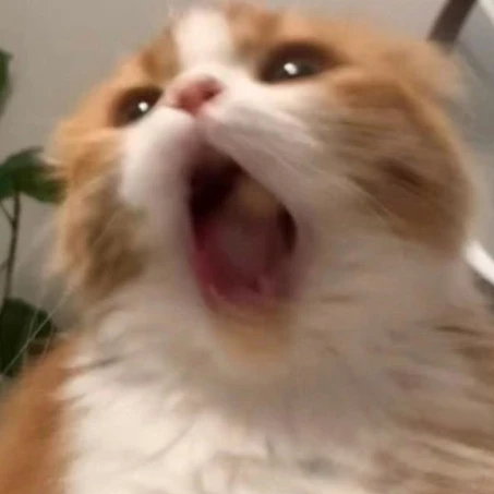 아라
