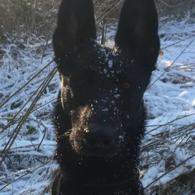 Profile image of Echo