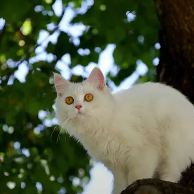 Profile image of 루이쨘