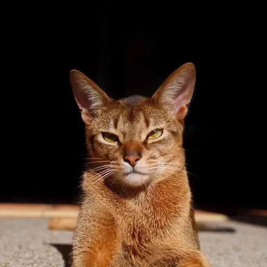 Profile image of 늦잠