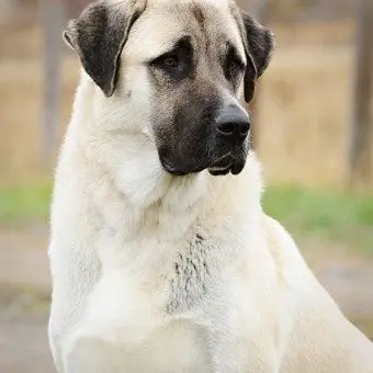 Profile image of 리안