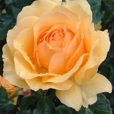 Profile image of ルイス