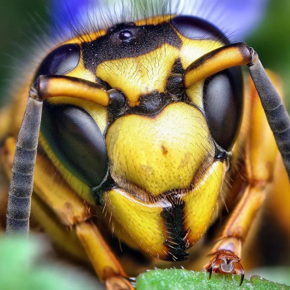 VastAge4717의 Female Yellow Jacket
