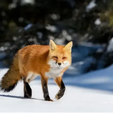 Profile image of Fox