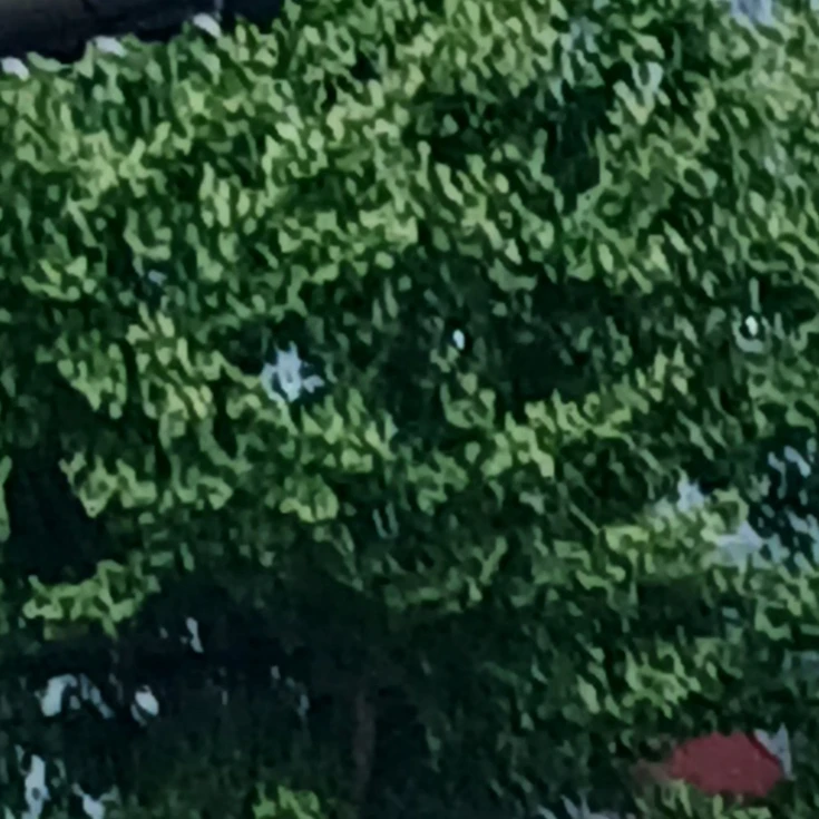 벨키