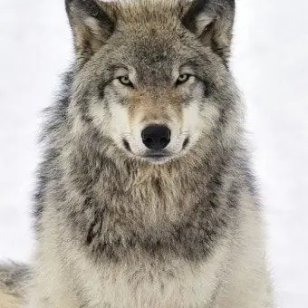 Profile image of 늑대