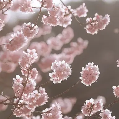 Profile image of 이치노세 사쿠라코