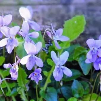 Profile image of すみれ組