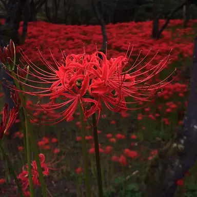 Profile image of 나츠