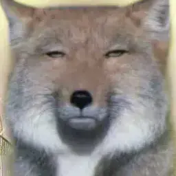 Profile image of 여우쿠키