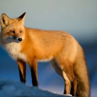 Profile image of 김여우