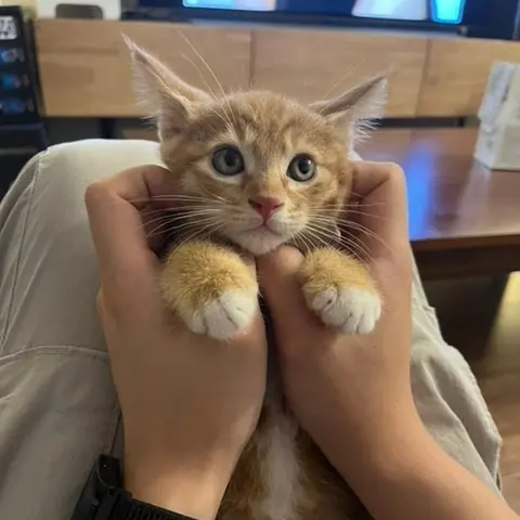AbleGolf2645의 귀엽고 착한 고양이 키우기