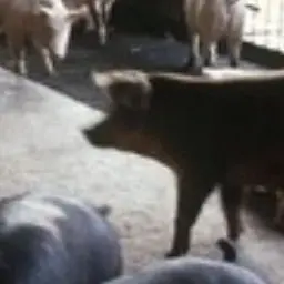 Profile image of 돼석