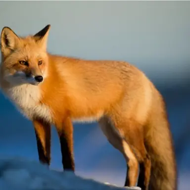 Profile image of 여우