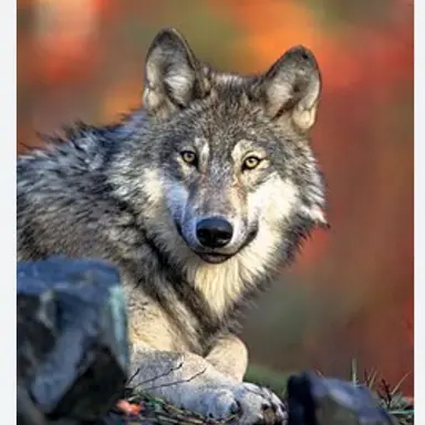 Profile image of 늑대