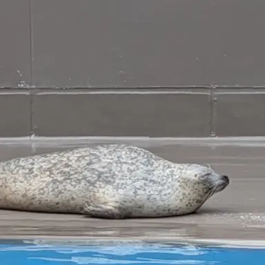 Profile image of ロシア